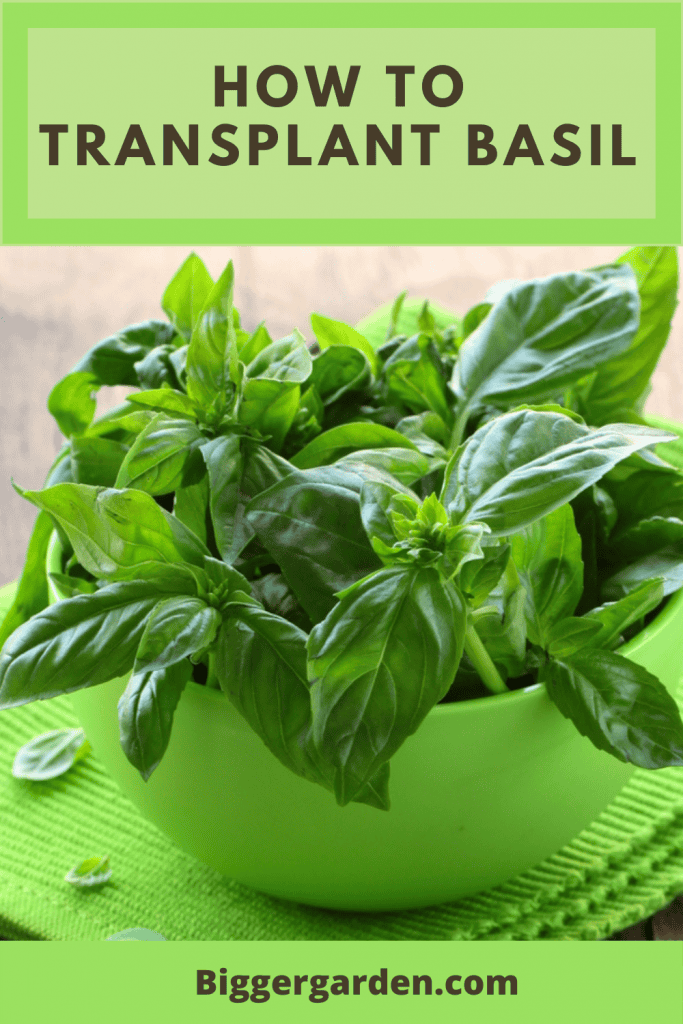How to grow basil pin