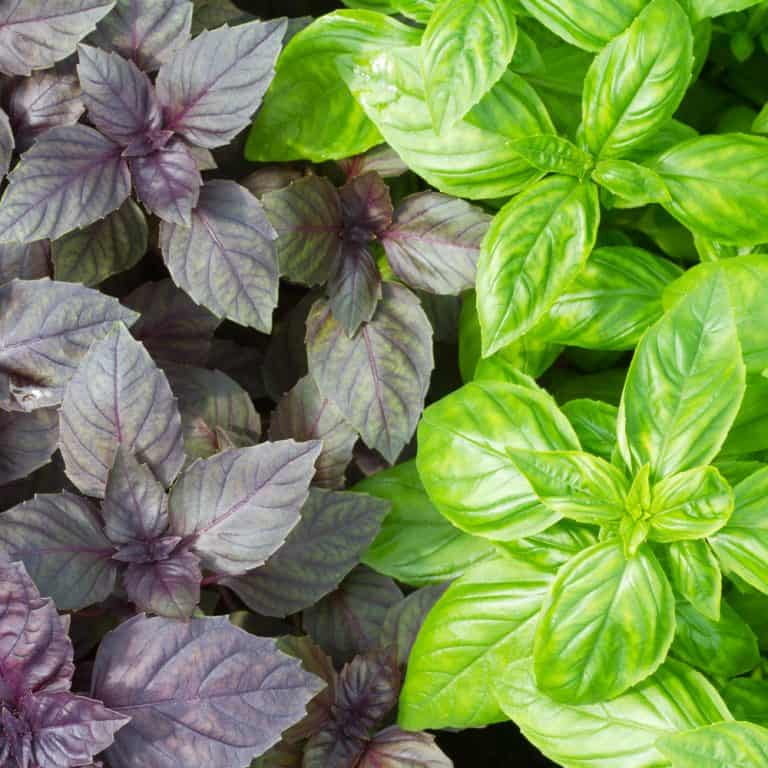 sweet basil, Thai basil