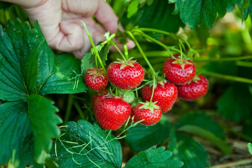 Growing strawberries