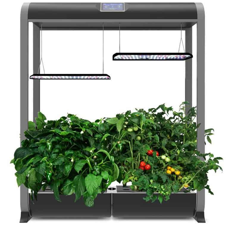 AeroGarden Farm24 XL, Tomatoes