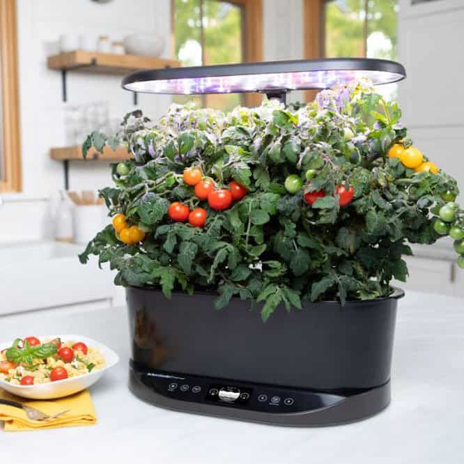 AeroGarden Bounty Basic, growing peppers