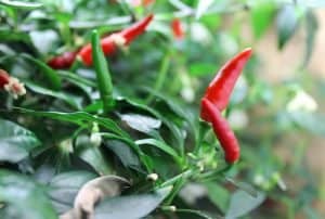 AeroGarden Pepper under light