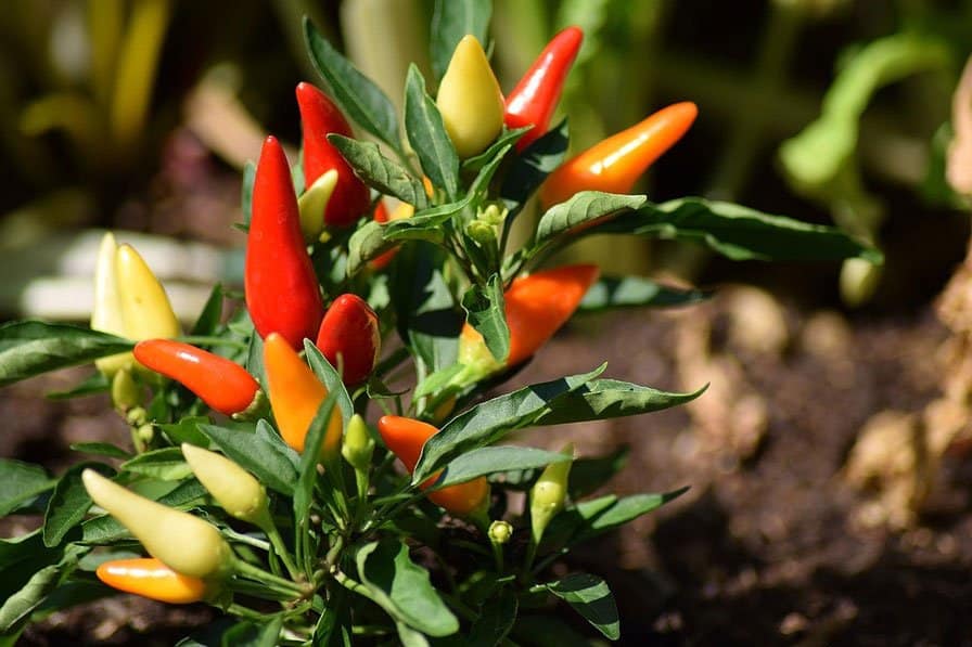 prune peppers