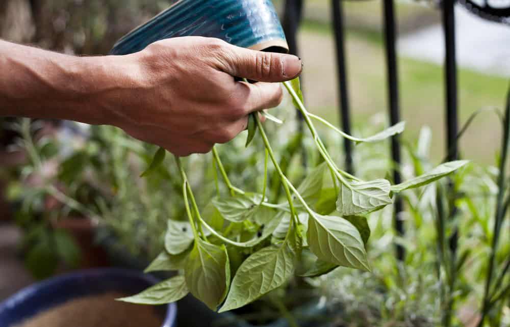 Chili pepper transplant 