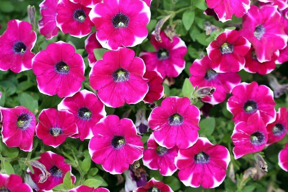 Aergoarden Petunias