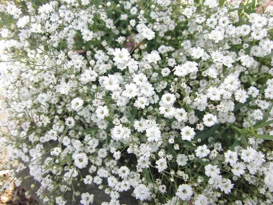Aerogarden Gypsophila
