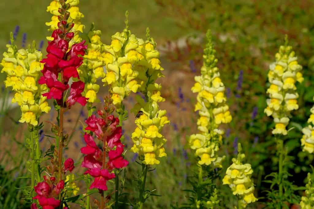 Mixed Snapdragons