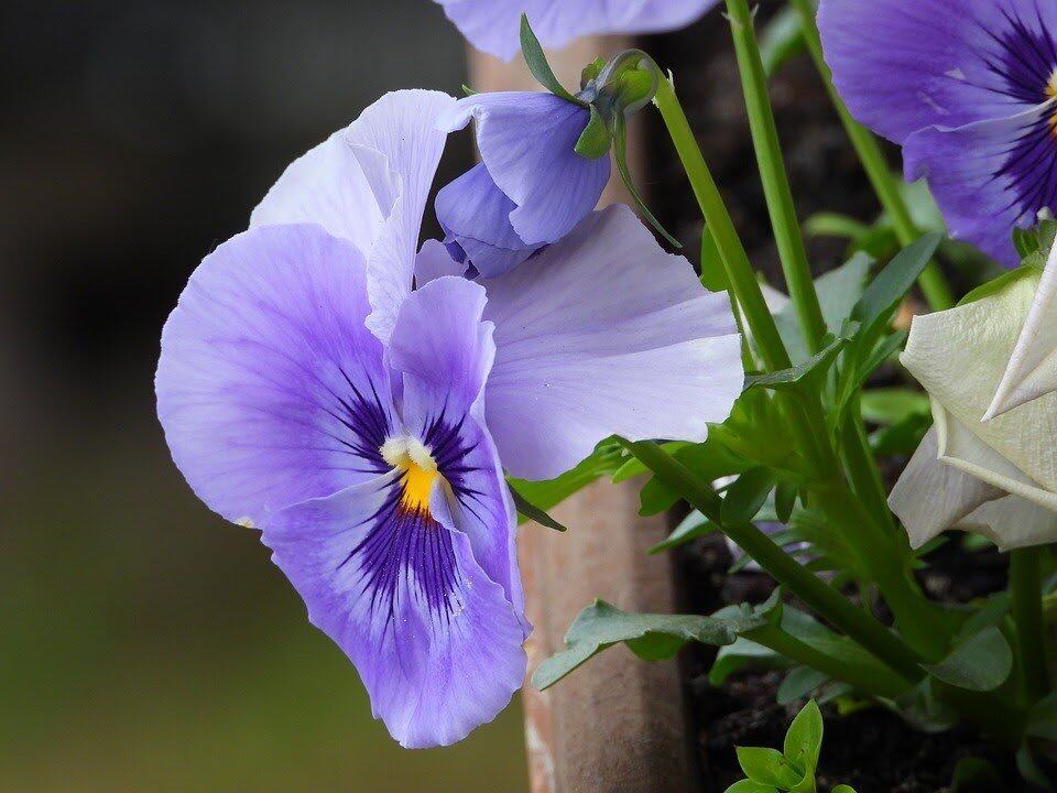 Aerogarden Pansies