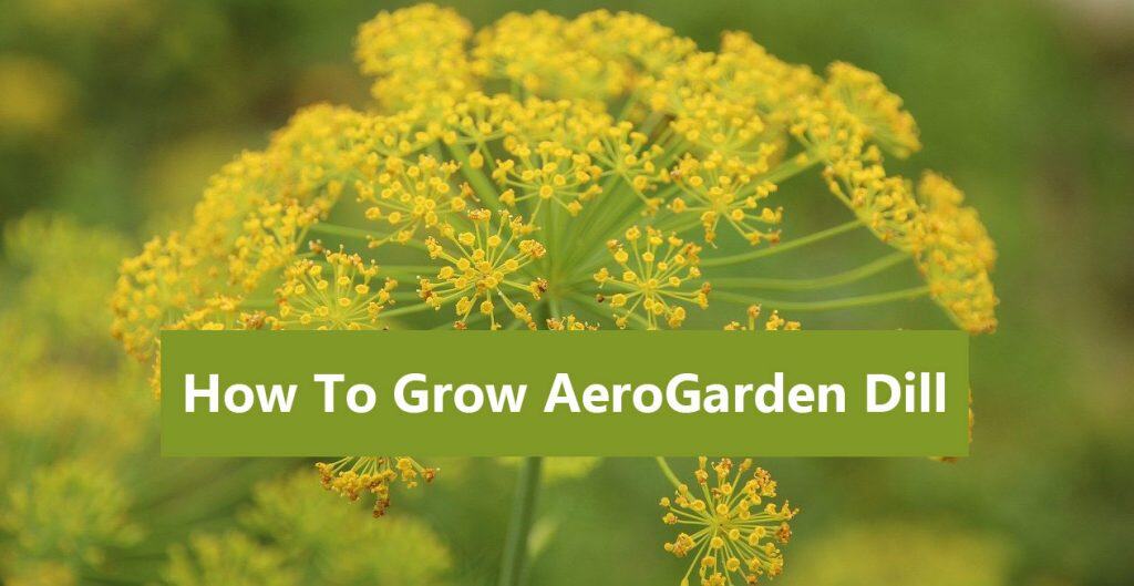 AeroGarden Dill