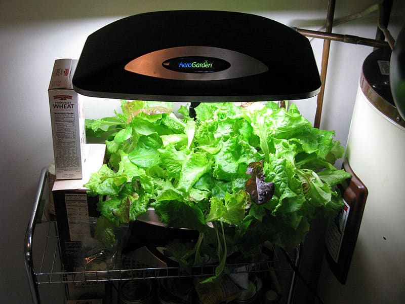 AeroGarden lettuce pruning