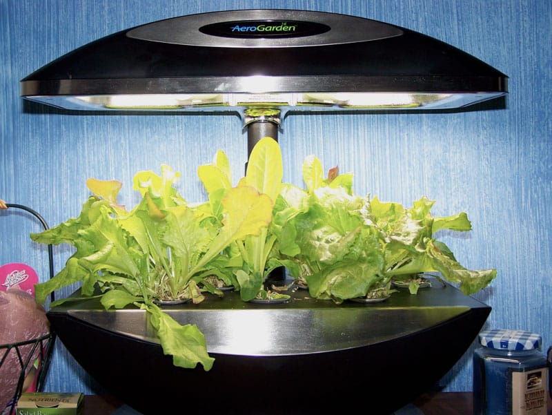 Aerogarden lettuce and herbs