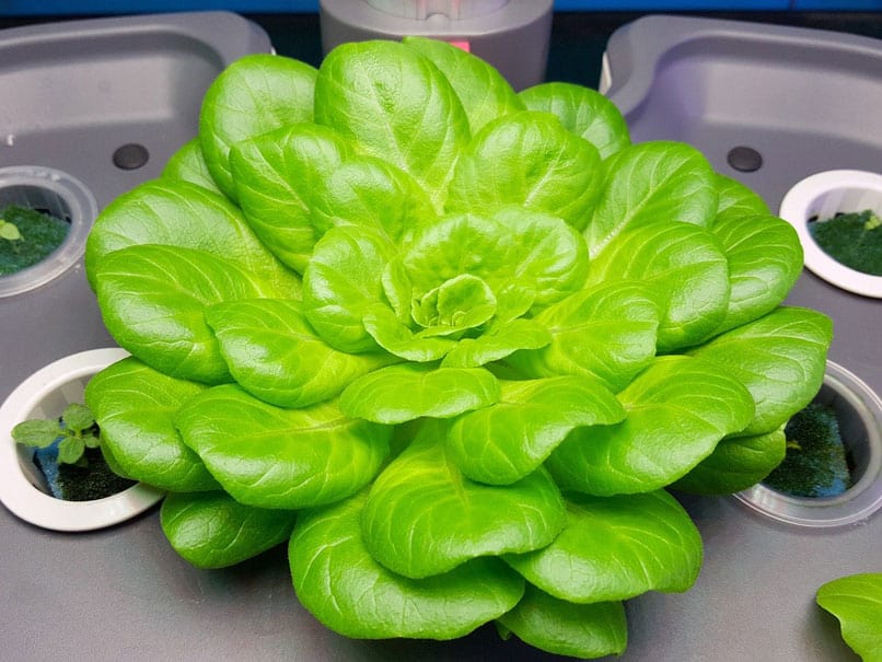 Lettuce growing next to tomatoes