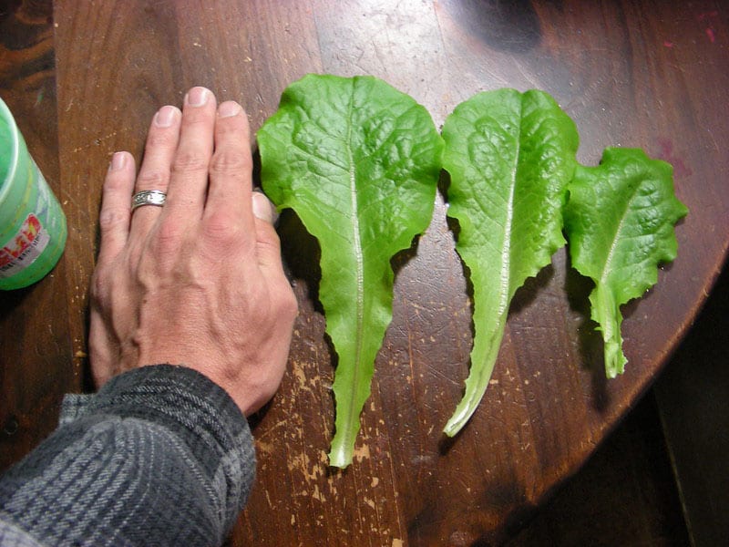 Size of AeroGarden lettuce