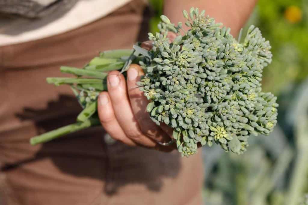 broccoli-bunch