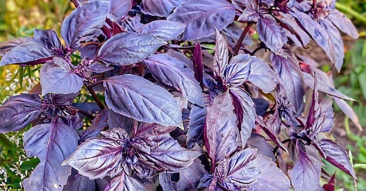 Purple Basil