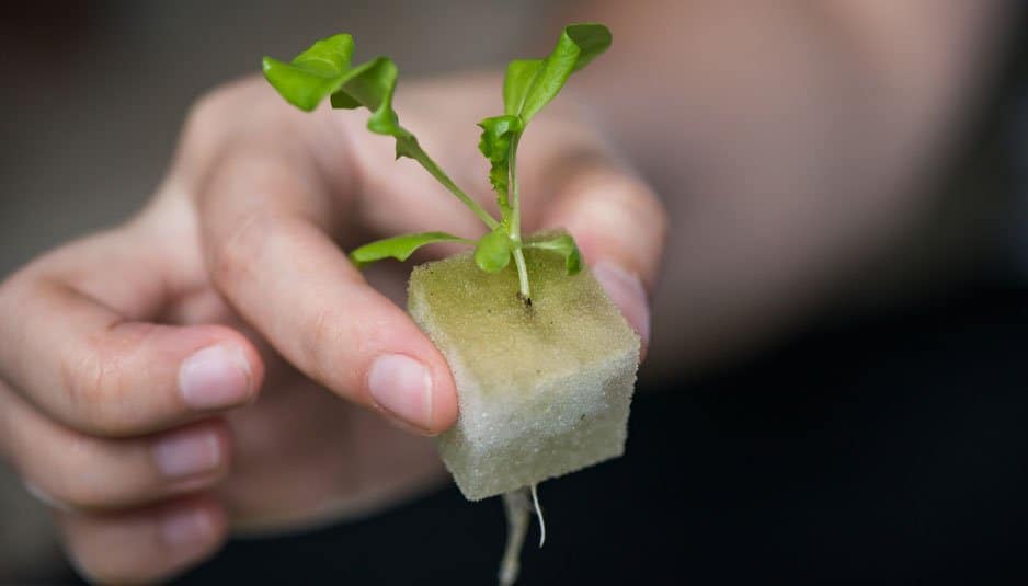 Algae on growing medium