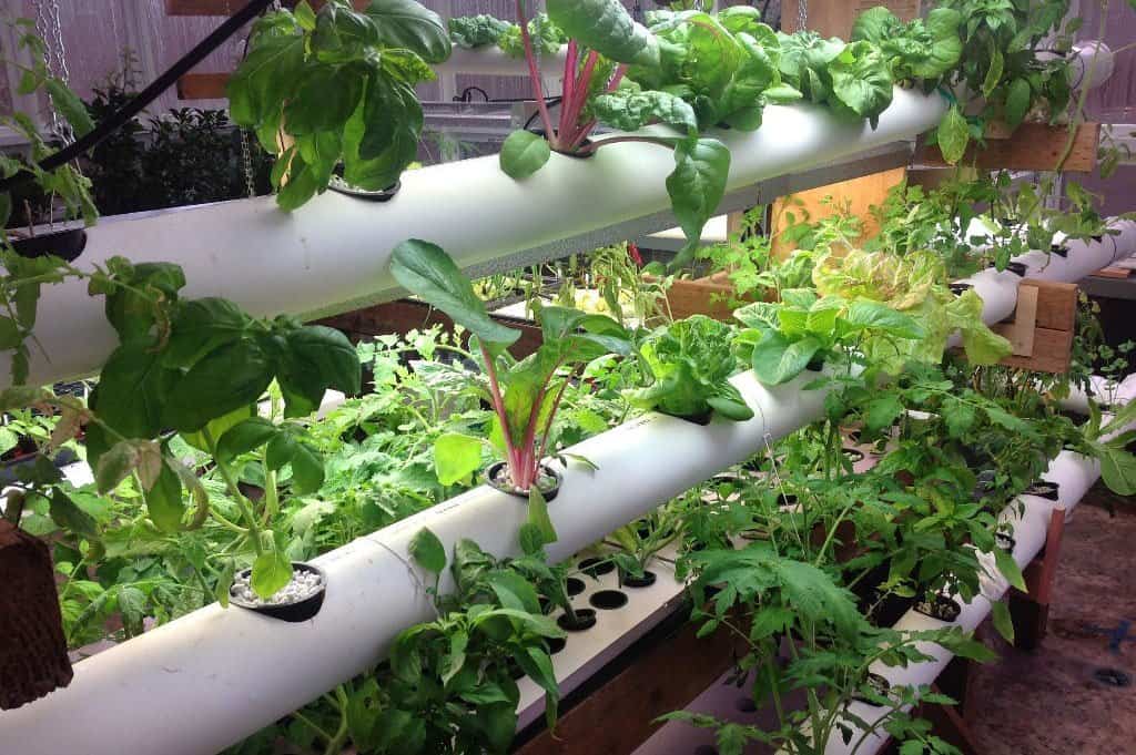 Hydroponic greens