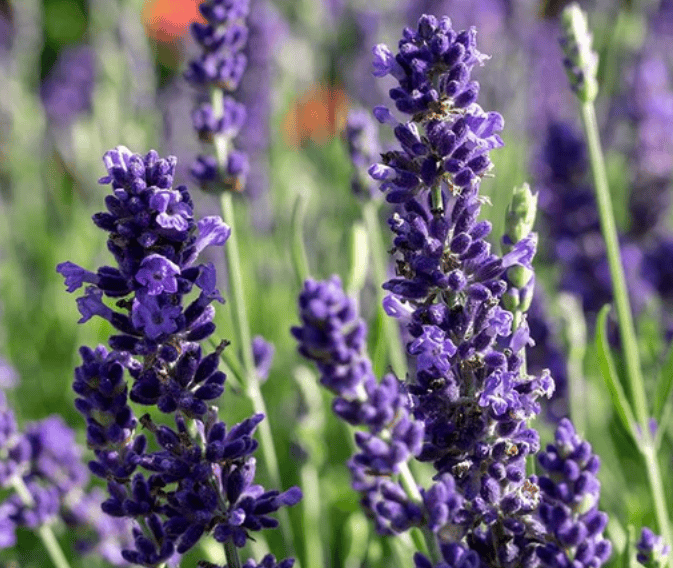 Blue Spear Lavender