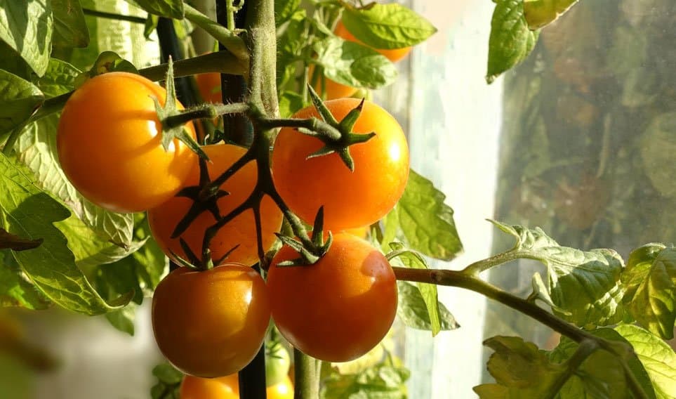 Hydroponic tomatoes