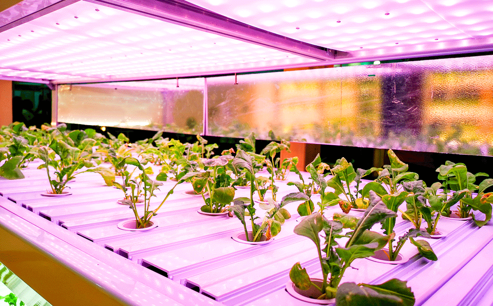 Led-lights greenhouse