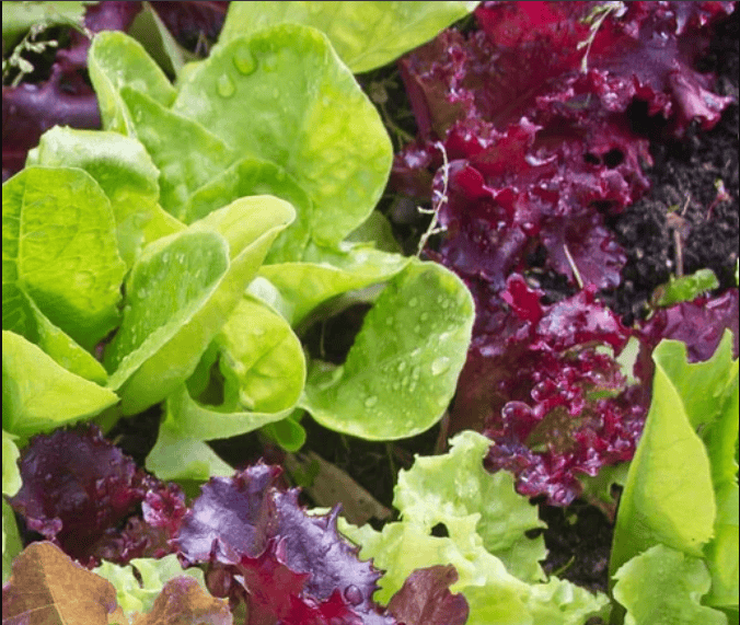 Super Gourmet Salad Blend