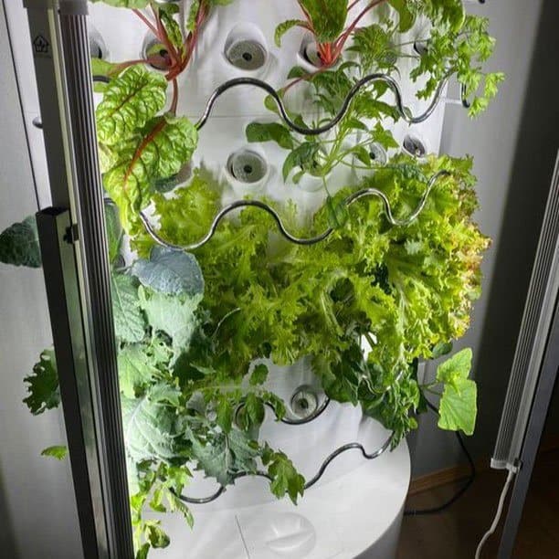 iHarvest growing Kale and chard 2