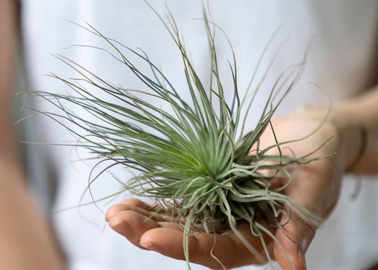 houseplant dracaena Dracaena Marginata 'Red' – Lakewood Plant Company main image 0