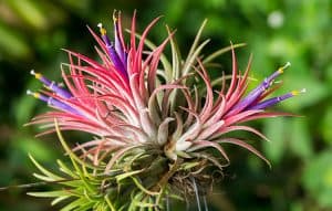 Air plant flowering