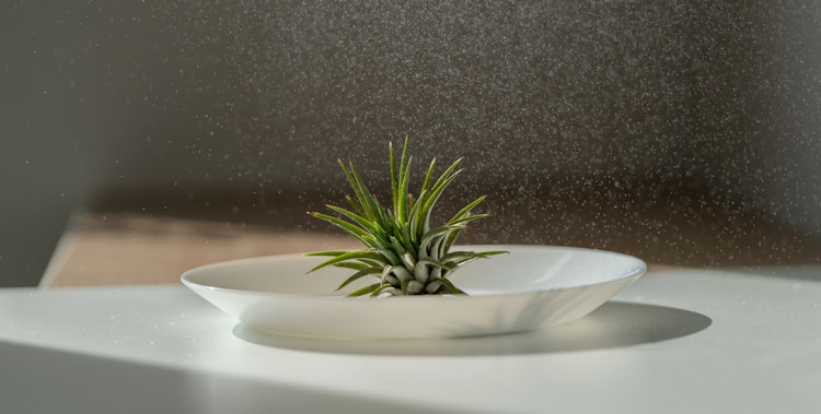 Air Plant Soaking