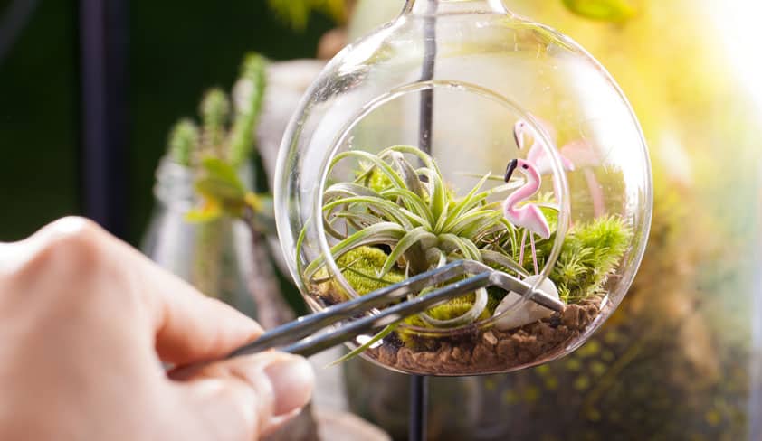 Air plants in a terrarium