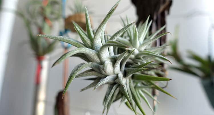 Air Plant Flowers - What Happens After They Bloom?