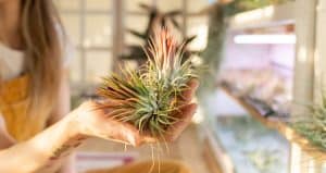 Big Air Plant