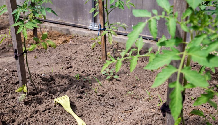 Bone meal raked into soil