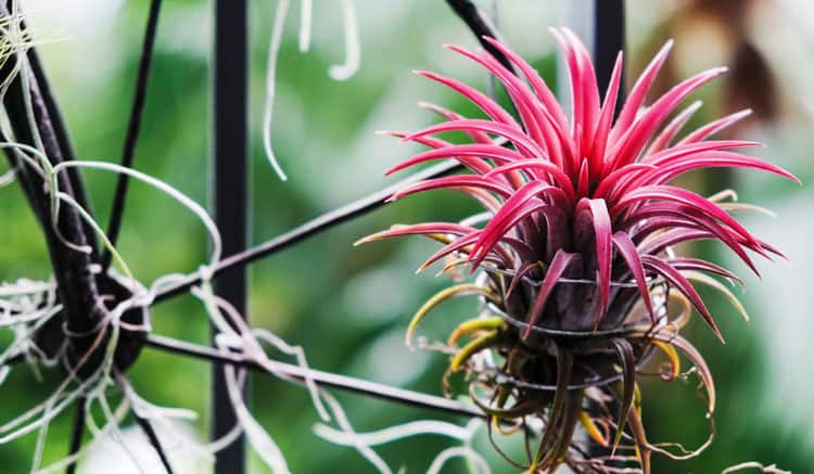 End of lifecycle air plant
