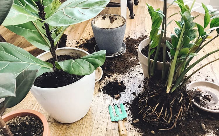 Re-using potting soil