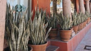 Snake plant in dry air