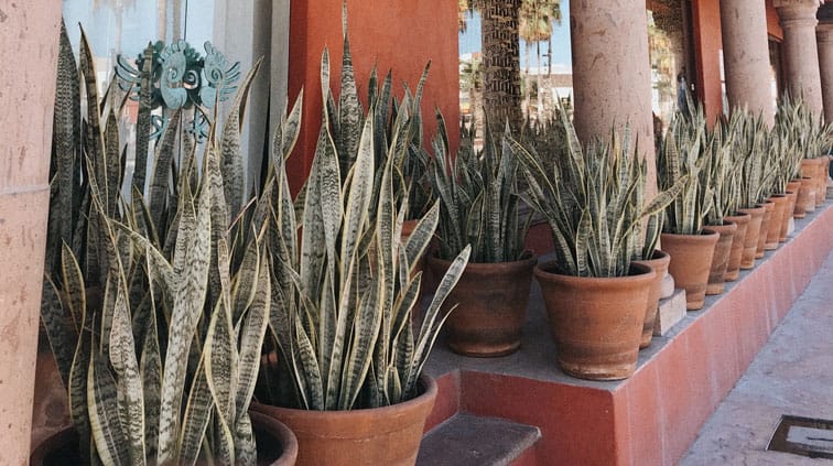 Snake plant in dry air