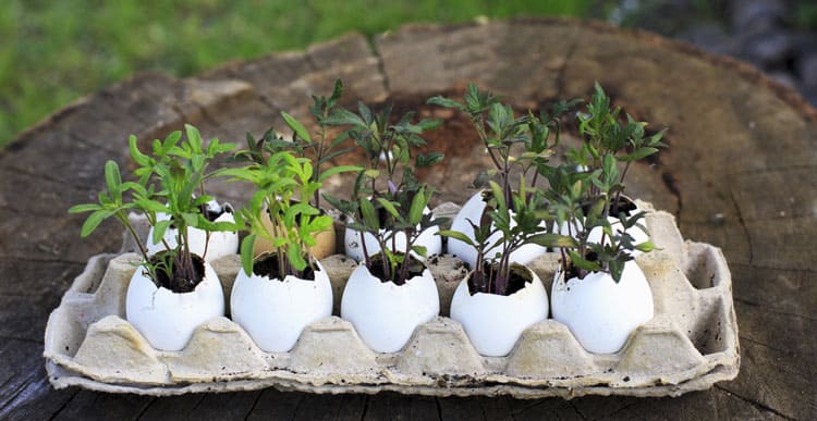 Tomato seedlings growing in eggshells