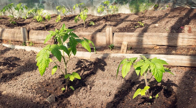 Tomatoes growing in raised beds