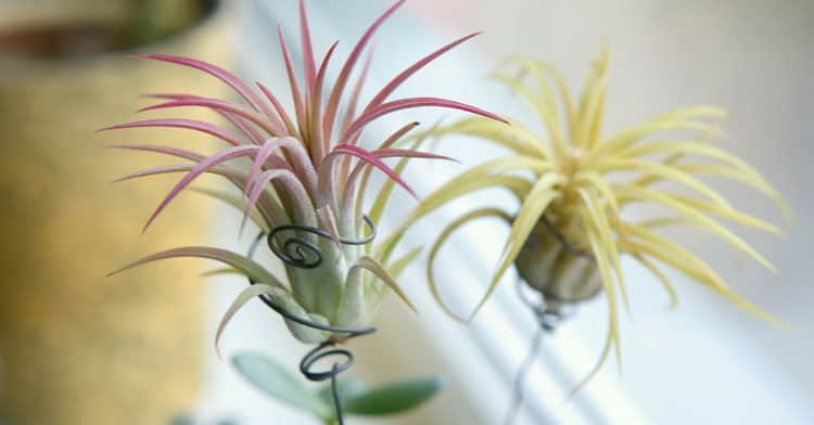 Window Air Plant