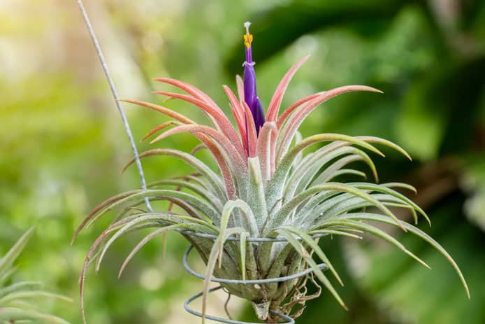 10 Benefits of Air Plants Indoors | Clean Air + Less Stress