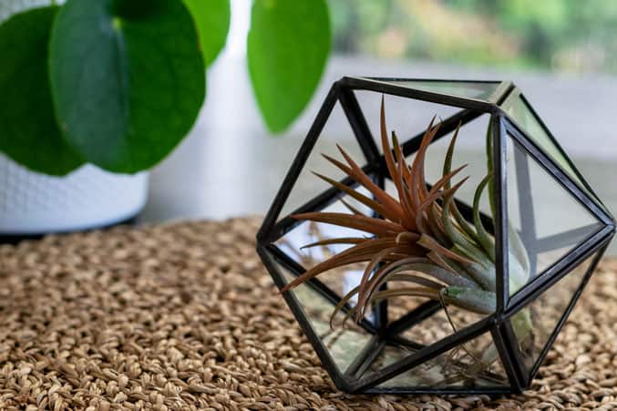 Air plant in a glass terrarium