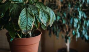 Brown-leaves-on-potted-peace-lilly