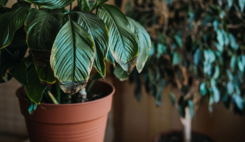 Brown-leaves-on-potted-peace-lilly