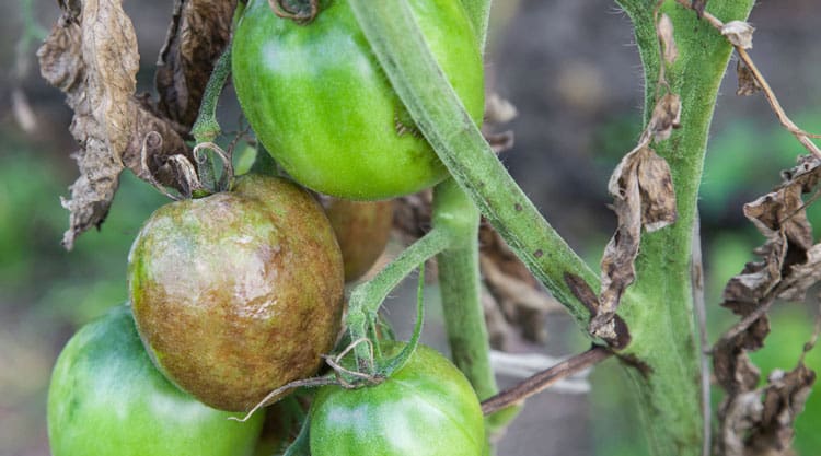 Dying tomato plant