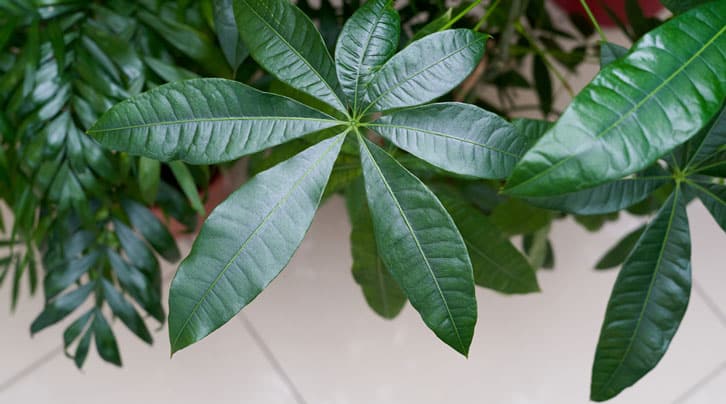 Glossy Money Tree leaves