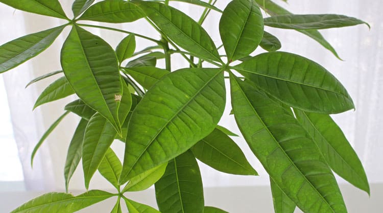 Healthy looking Money Tree leaves