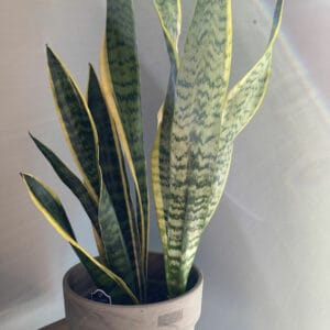 Light shining on snake plant