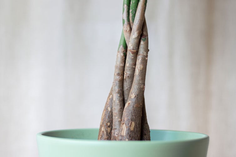 Money tree in new pot
