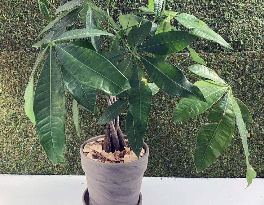 Freshly potted money tree